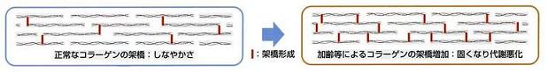 コラーゲンの説明