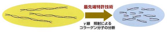 コラーゲン分子の分断