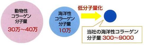 コラーゲンの低分子化