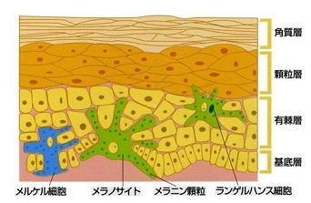 皮膚の構造